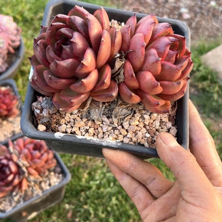精品多肉植物老桩