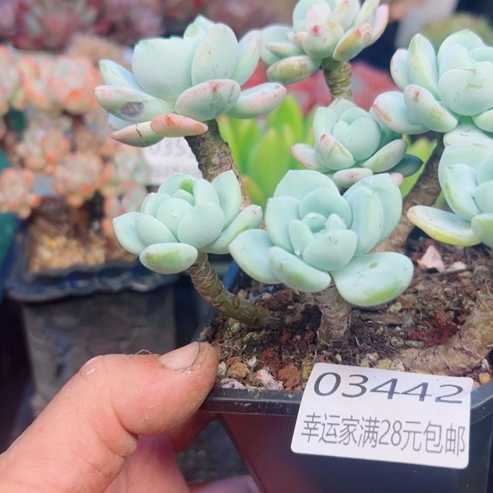 幸运的是我还没遇到过