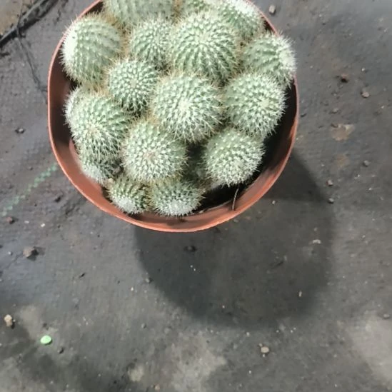 花花世界迷人眼的球球好看