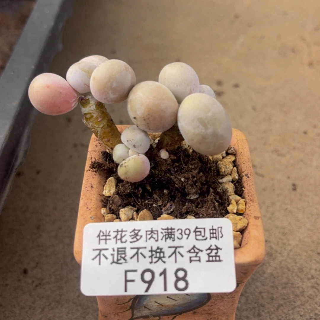 918-橙奶多肉4cm多肉
