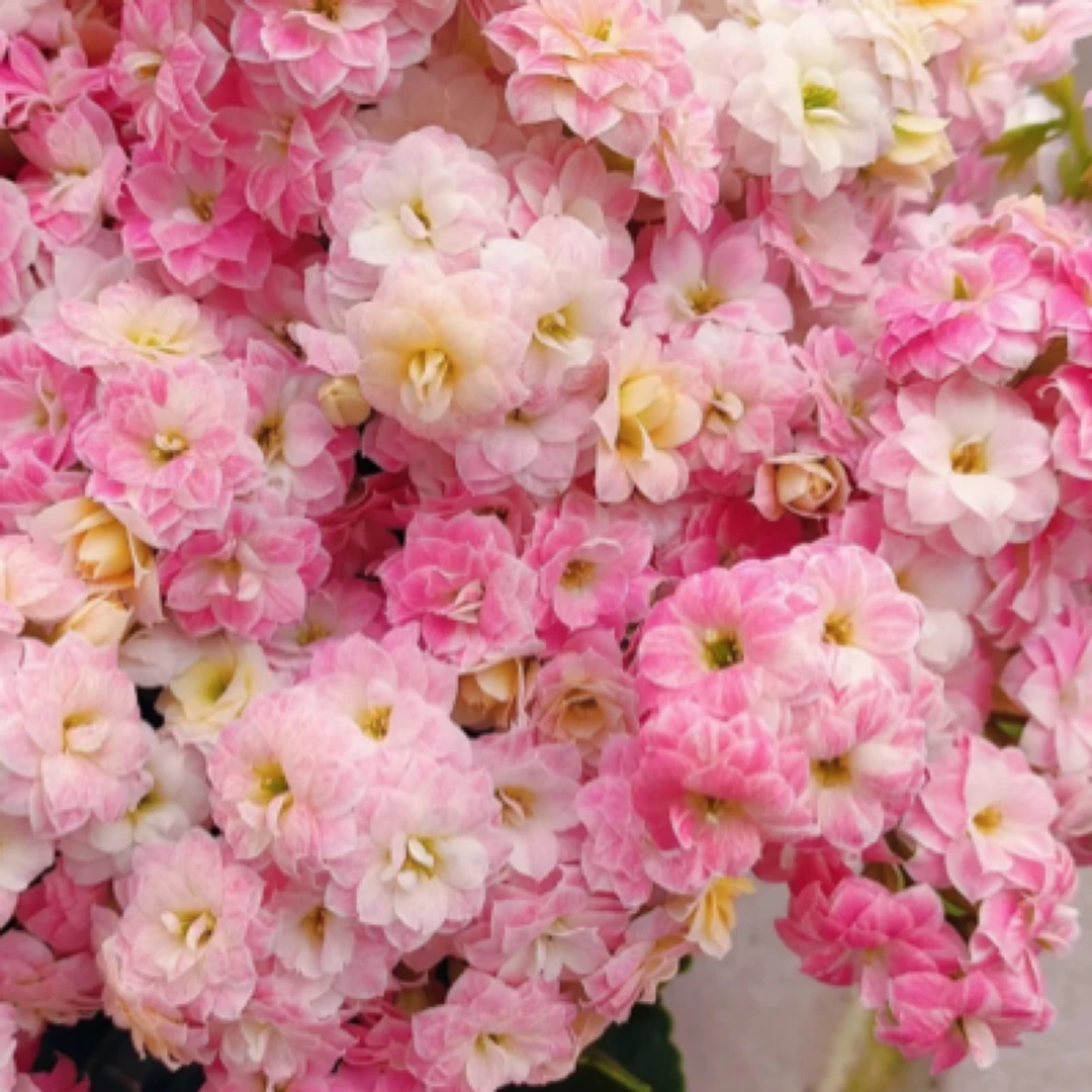 超大杯【130#彩虹糖】重瓣变色大花长寿花