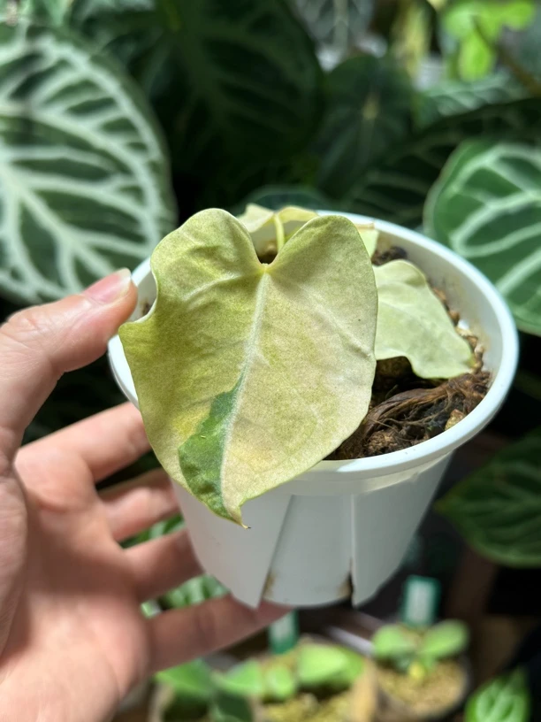 花烛锦天南星科植物