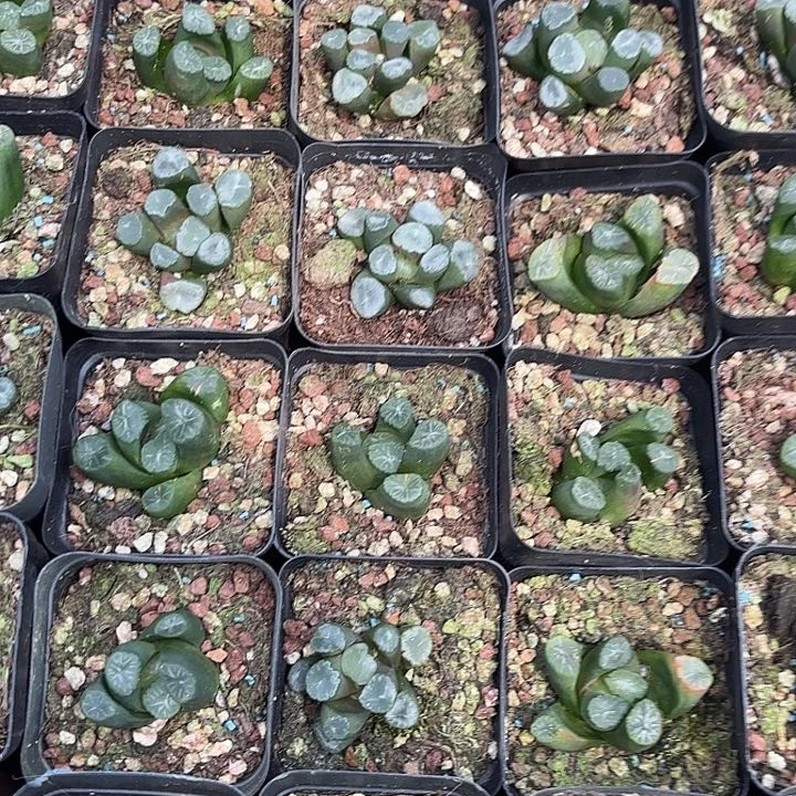 万象随机品种随机发货一盆