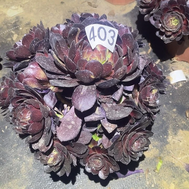 多肉植物法师403黑寡妇
