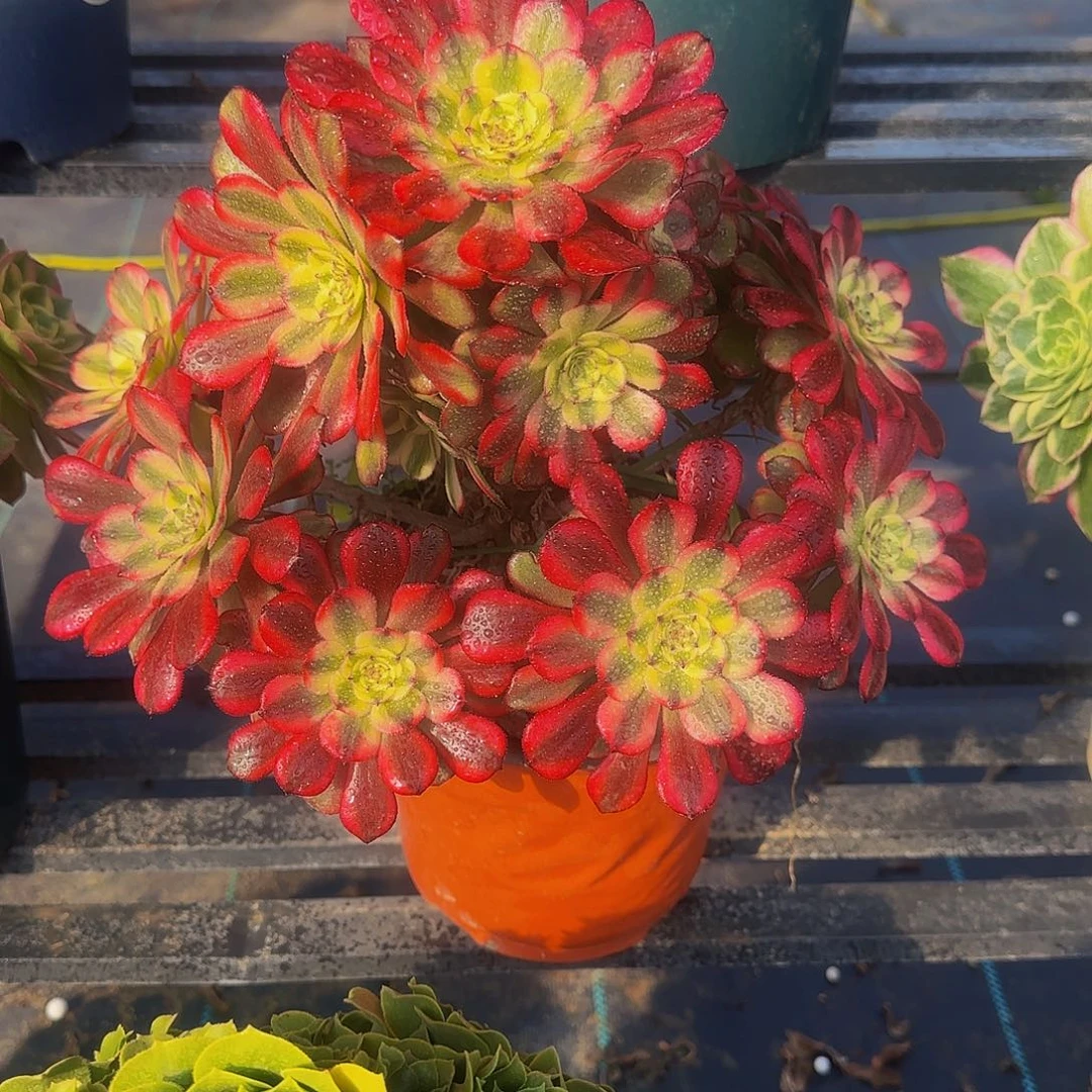 多肉植物美姬老庄