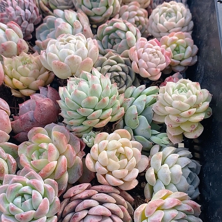 51 多肉植物盆栽花卉植物