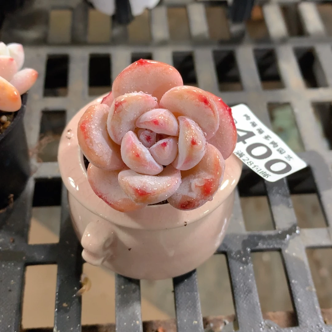 肉萌萌拇指盆精控多肉ZB400