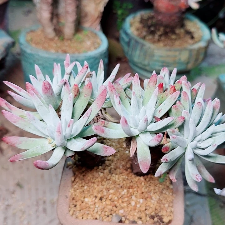 6381白鹭仙女杯多肉