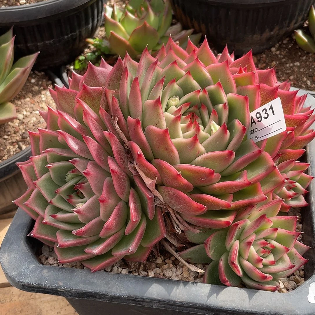 若如东云单拍A931