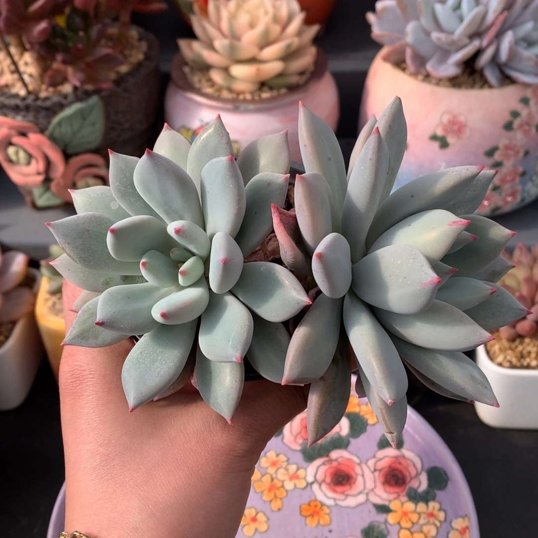 我们家的小姐姐们