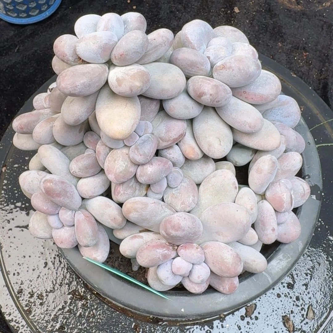 从前慢花园多肉编号1123.479