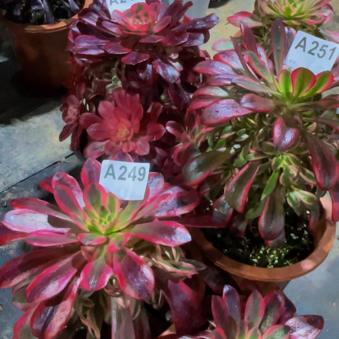 美杜莎248。。249香袋儿251小苗