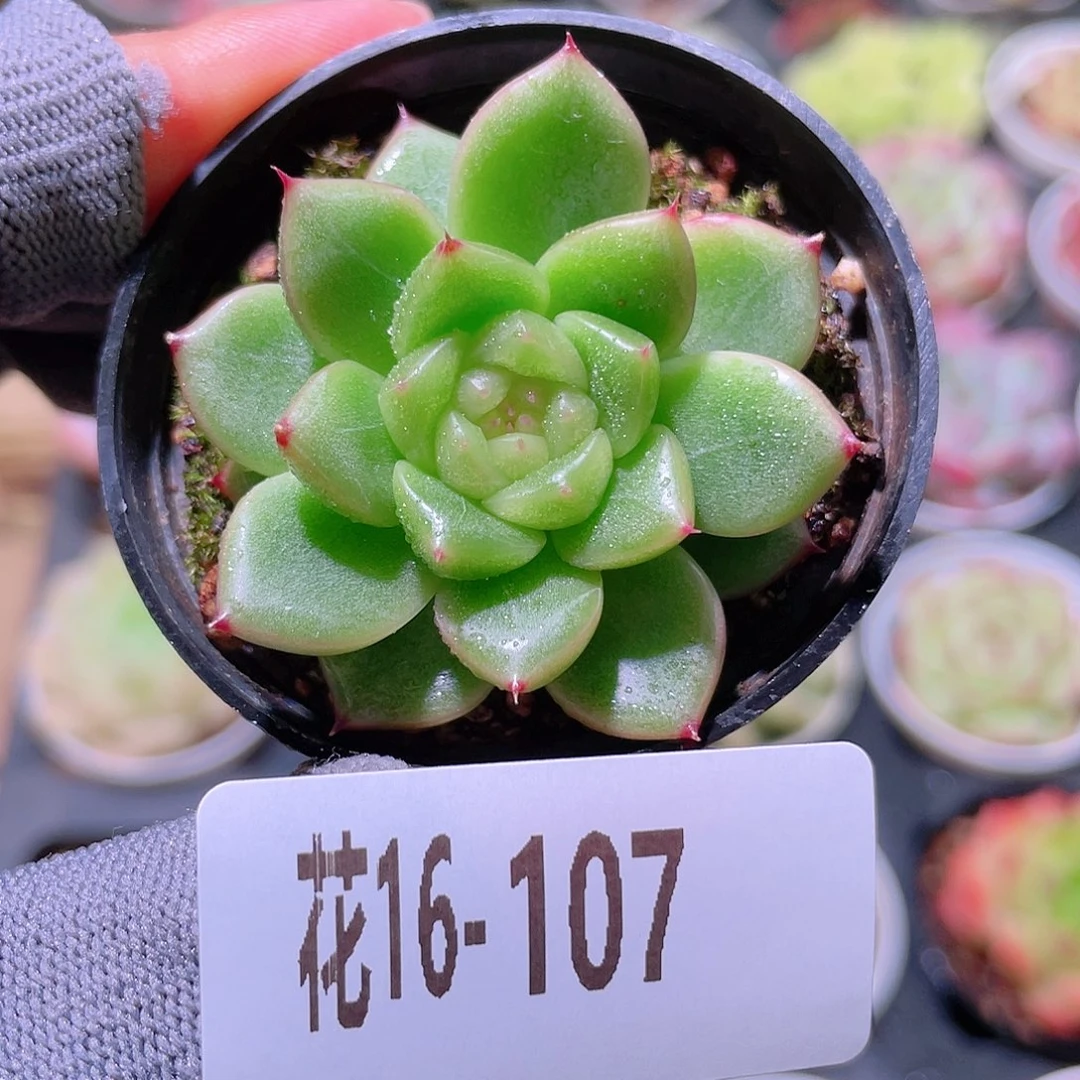 花利美16-107新品珍妮