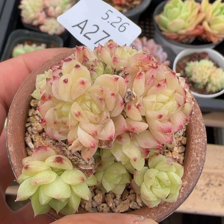 Eko麦秆群飘枝群一颗