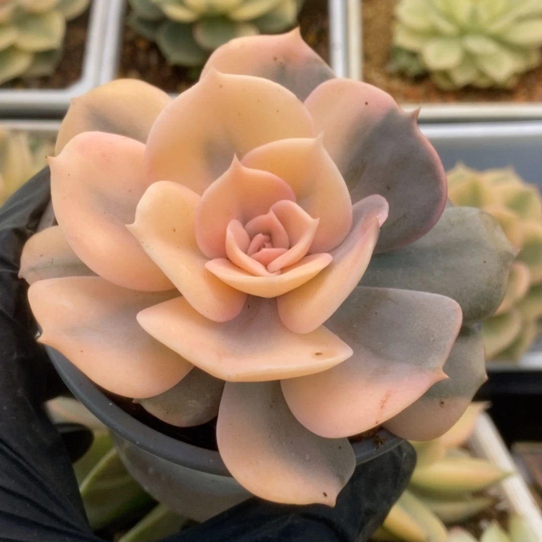 197双子座锦锦锦锦锦锦锦