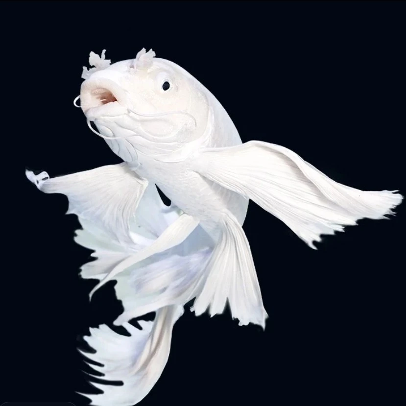 石膏白蝴蝶鲤冷水观赏鱼大鳍大尾好养耐活