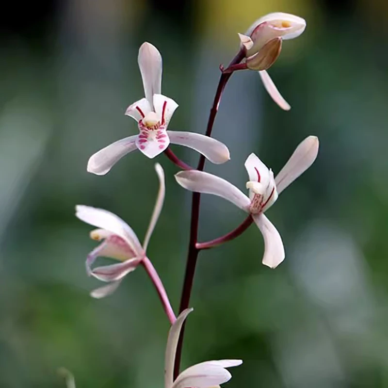 磨砂兔耳兰 四季好养活 阳台室内好养易活绿植兰花草花卉