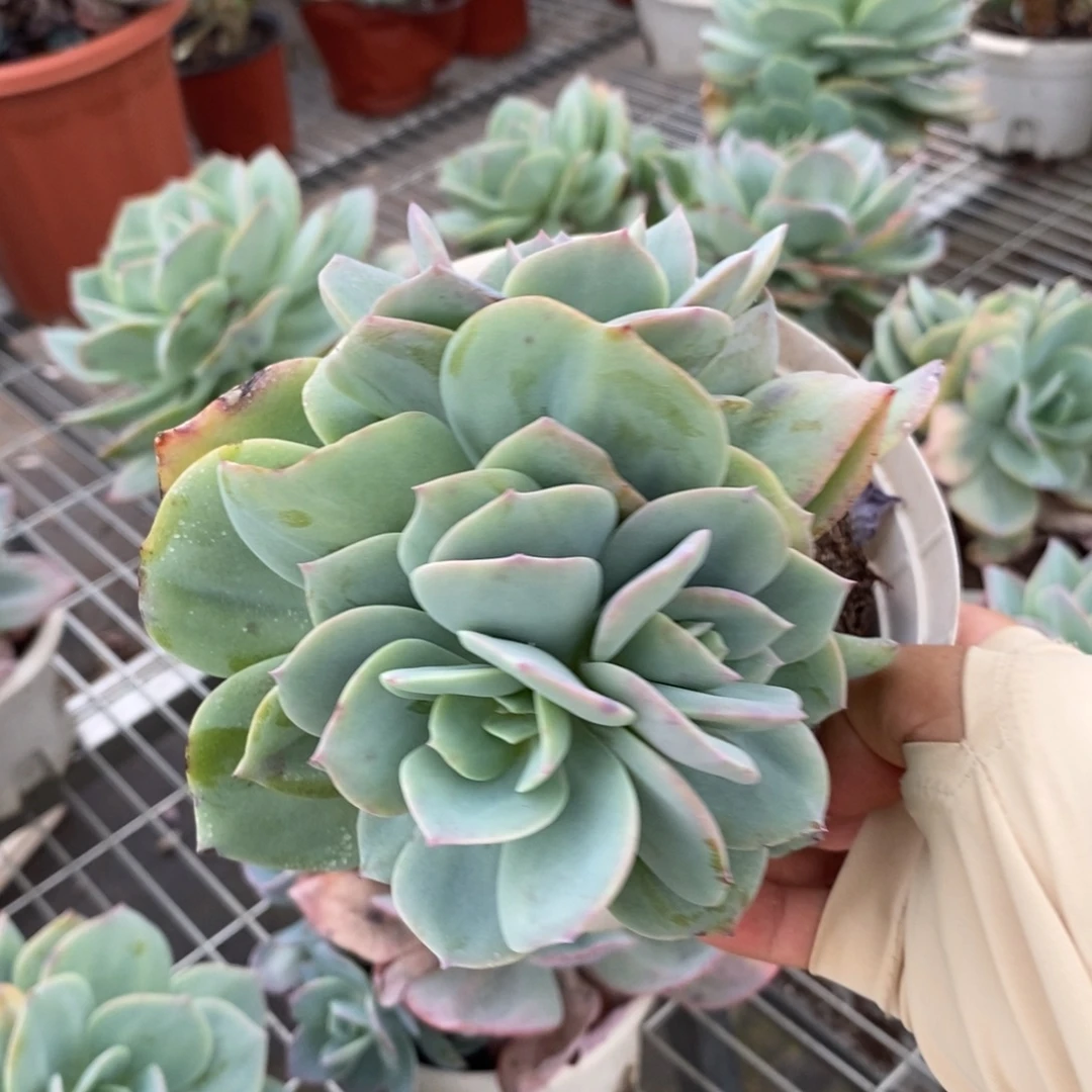 6952白凤无砍一物一拍