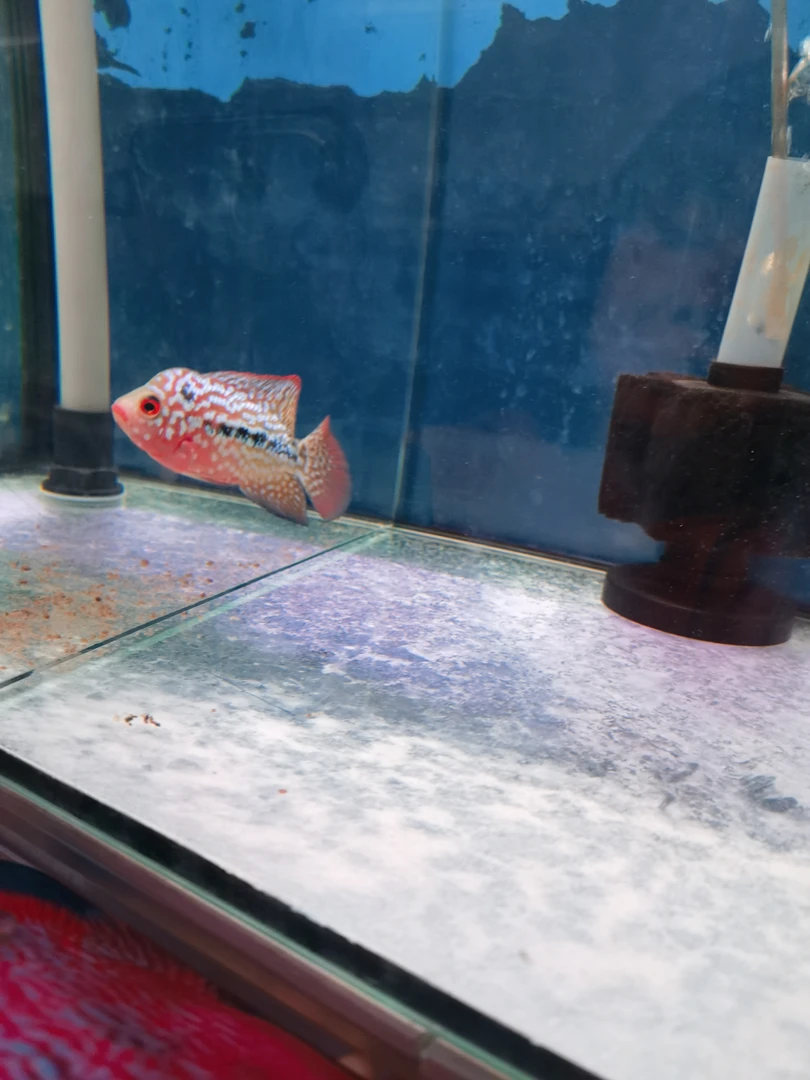 7厘米左右的金花罗汉鱼活体