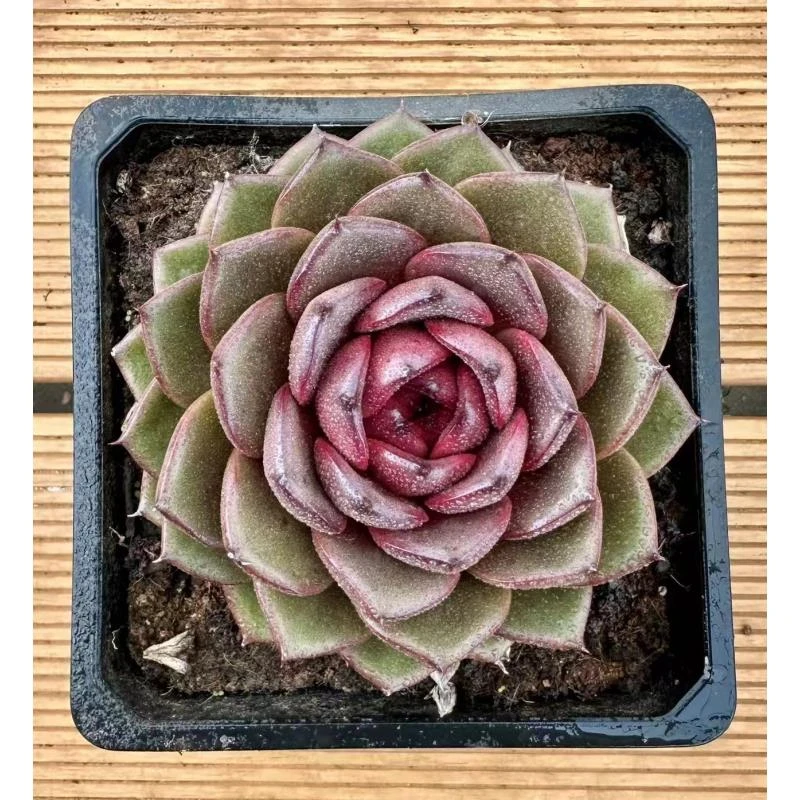 15#玄鹰多肉植物    前男友精品多肉SM0612