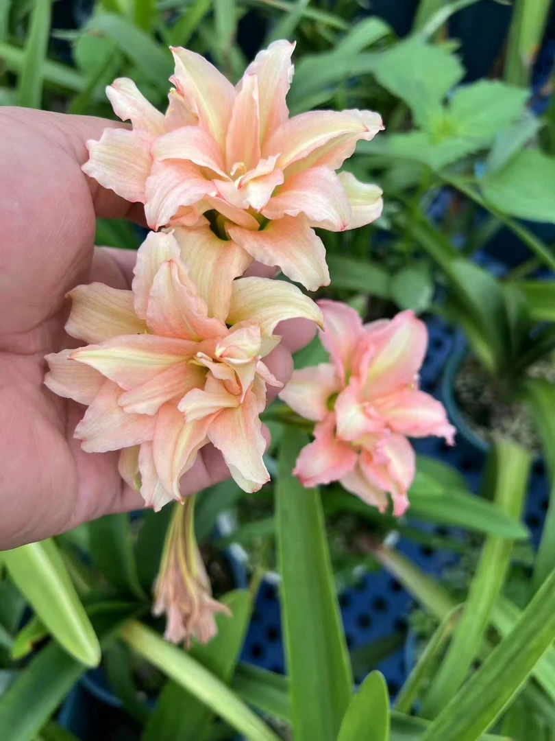 S孤挺花园 Sv86 裸球