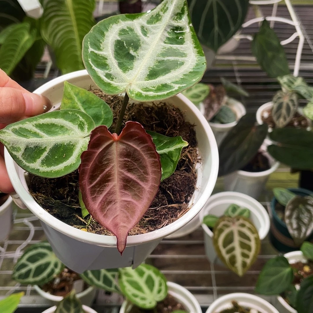 完全开放梦想家1111