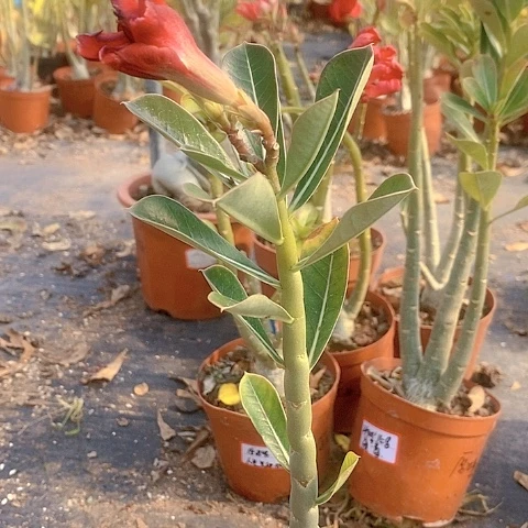 【闪购商品】草*绿植