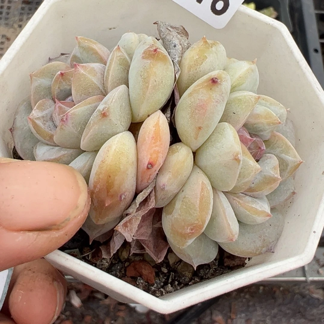 小卡拉米糖心一物一拍2-116