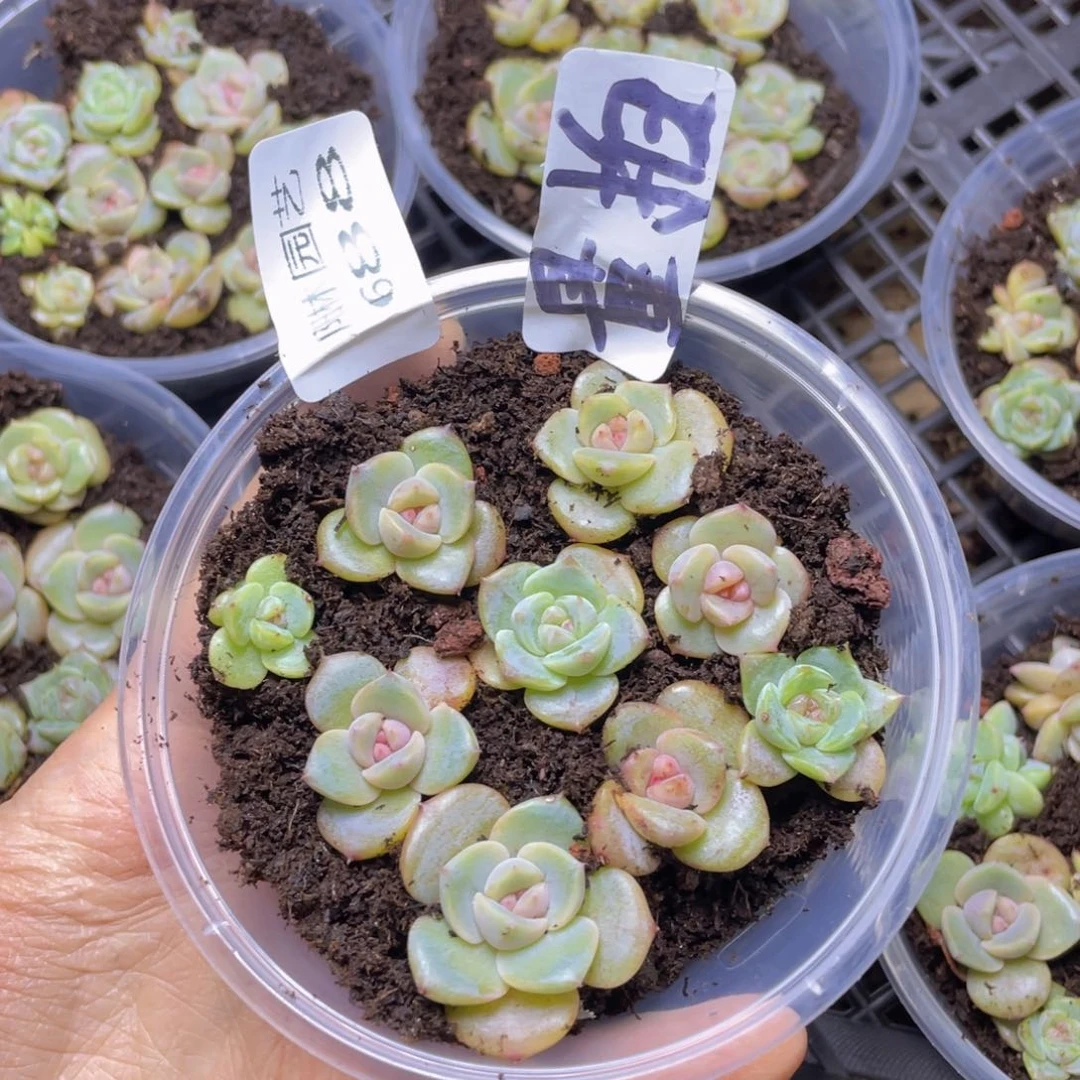 量拍多肉植物多肉植物688