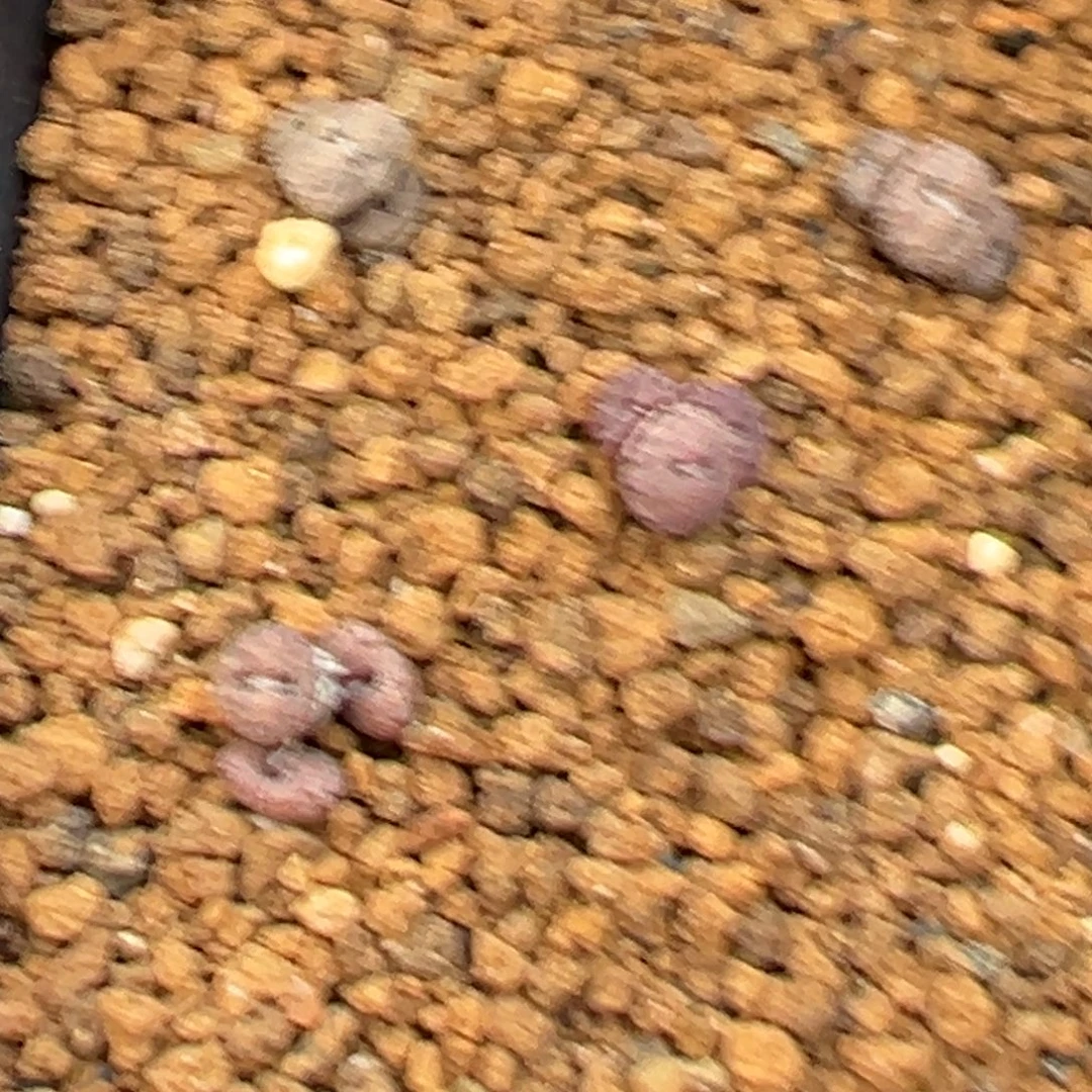 2-29康菩提多肉植物