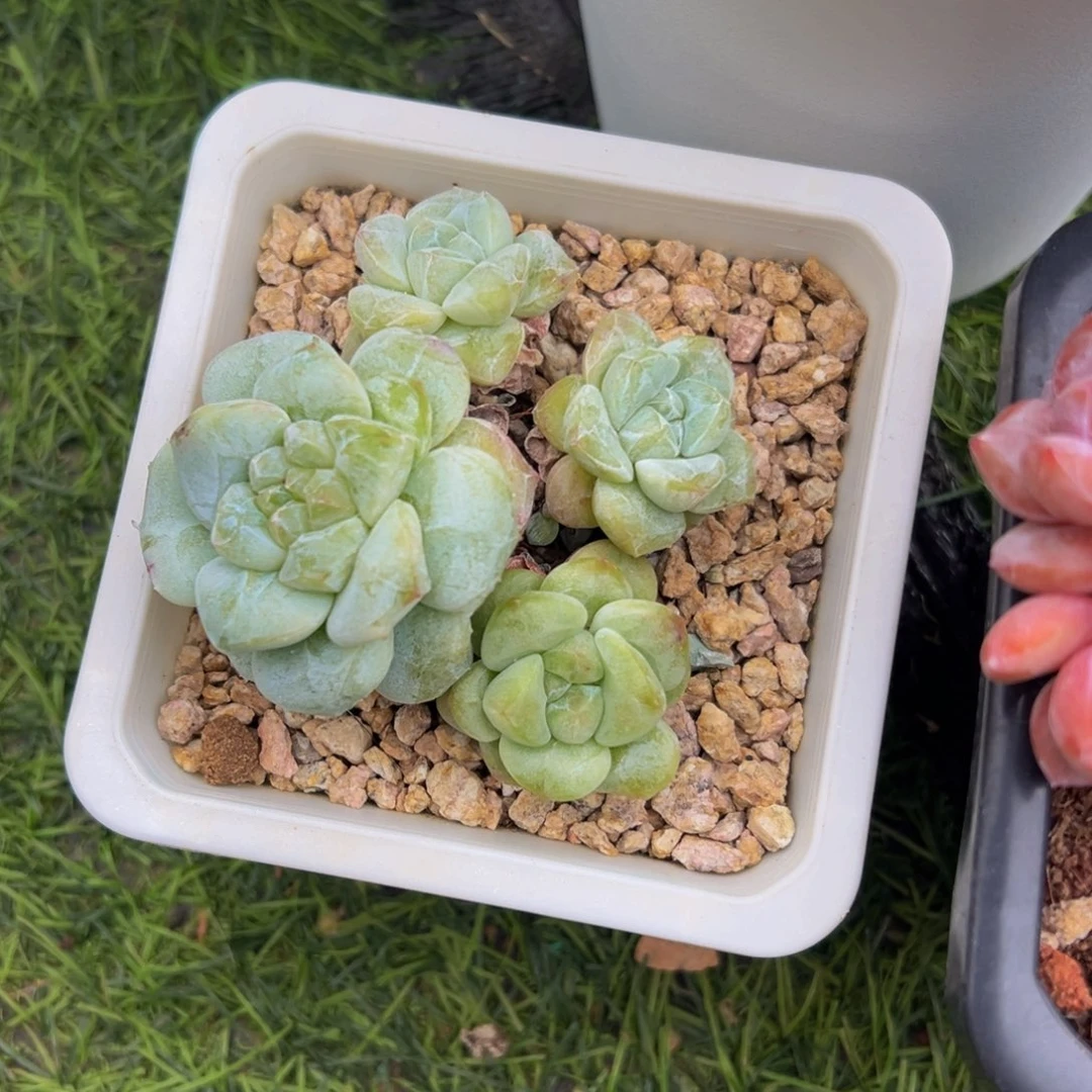 冰玉石化小脸变异锦