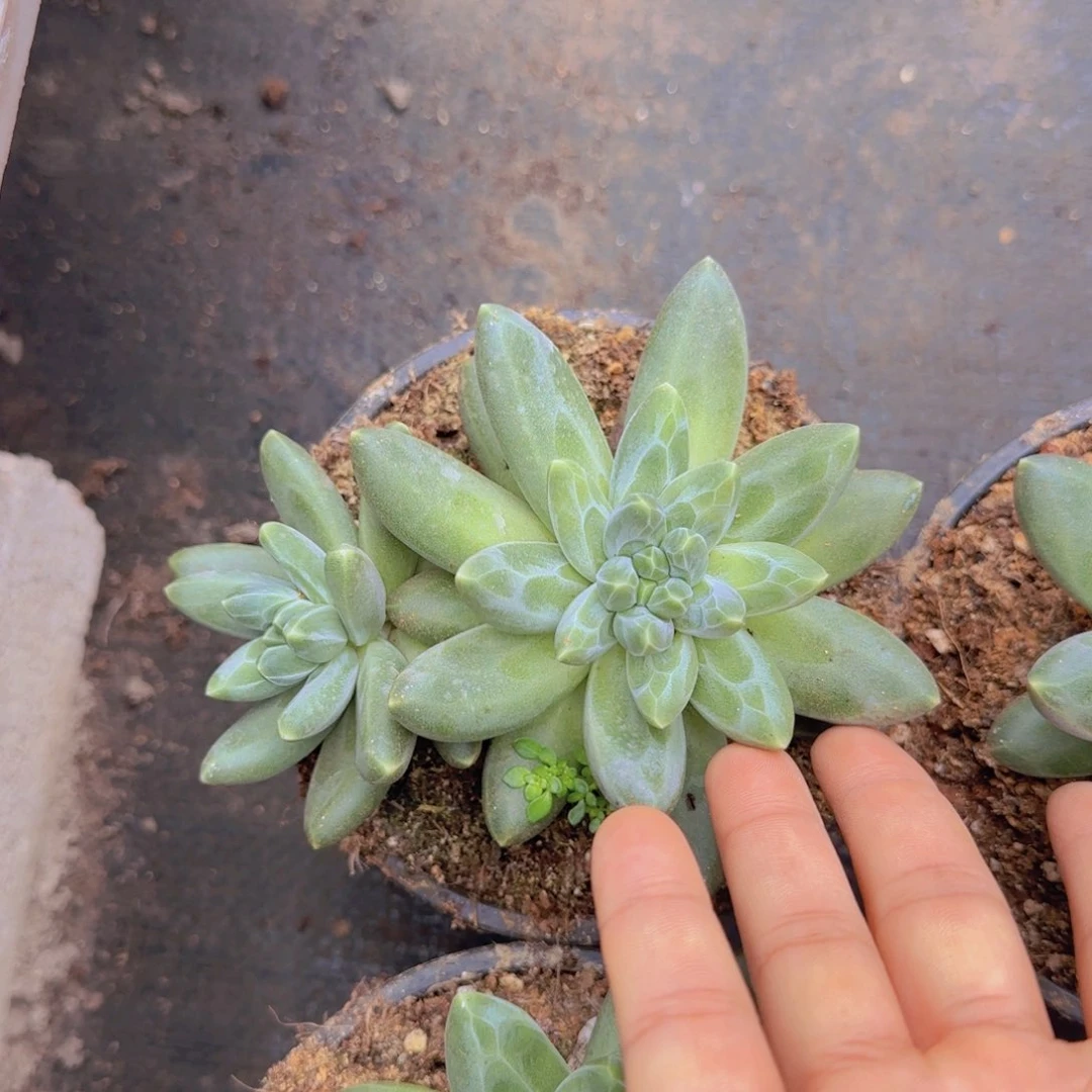 ****多肉植物多肉植物