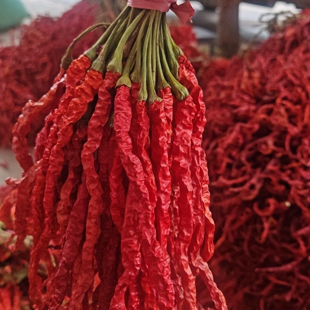 贵州毕节大方皱椒鸡爪干辣椒皮薄肉厚微辣特香干货菜类