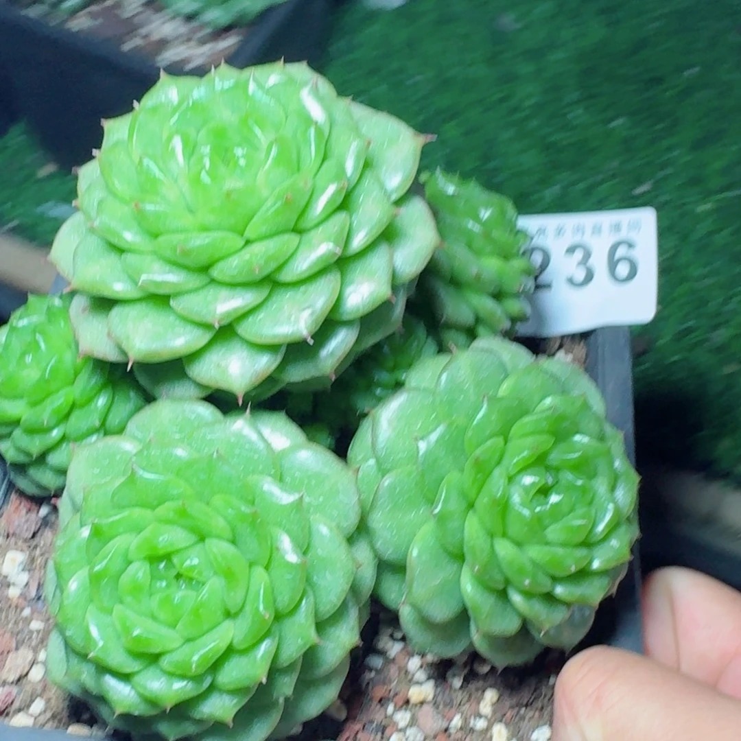 灯泡珍妮群生            精美多肉植物