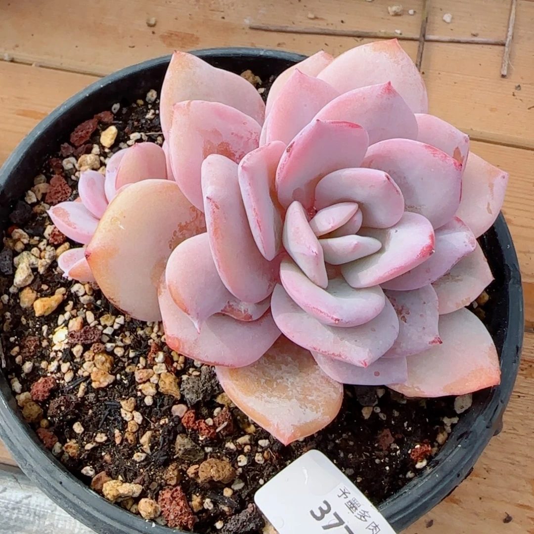 奶茶，3772多肉植物