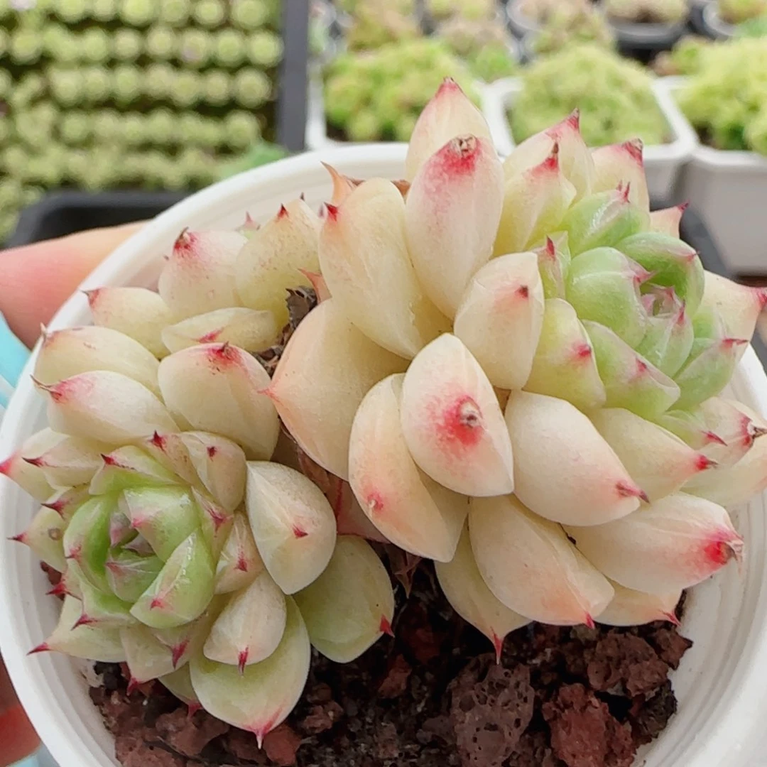 花语逸镜0720-51散