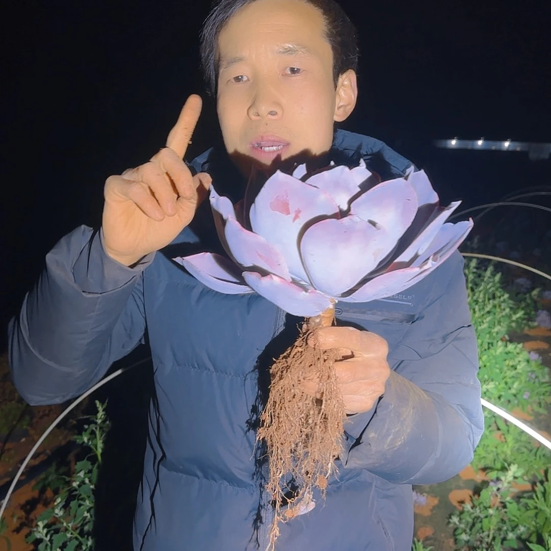 地栽晚霞仙子多肉