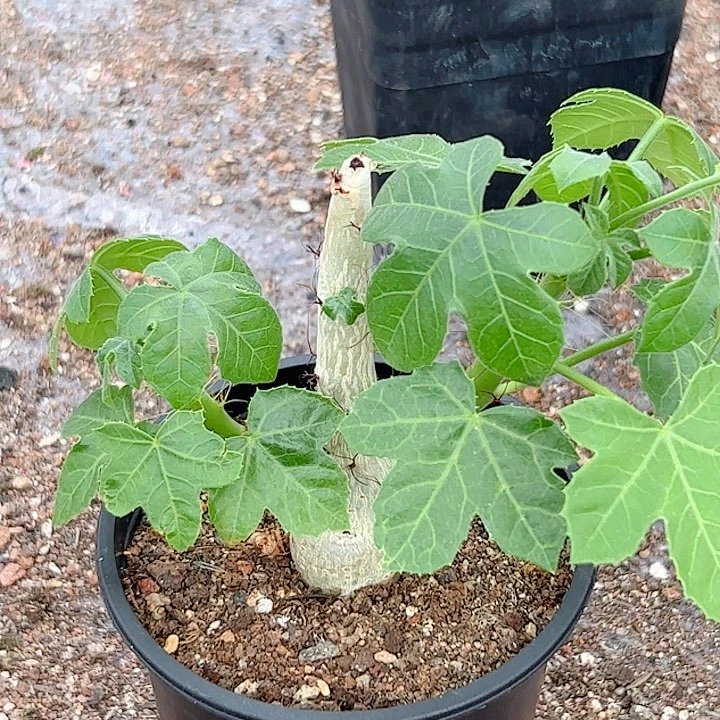 岩生麻风树实生块根