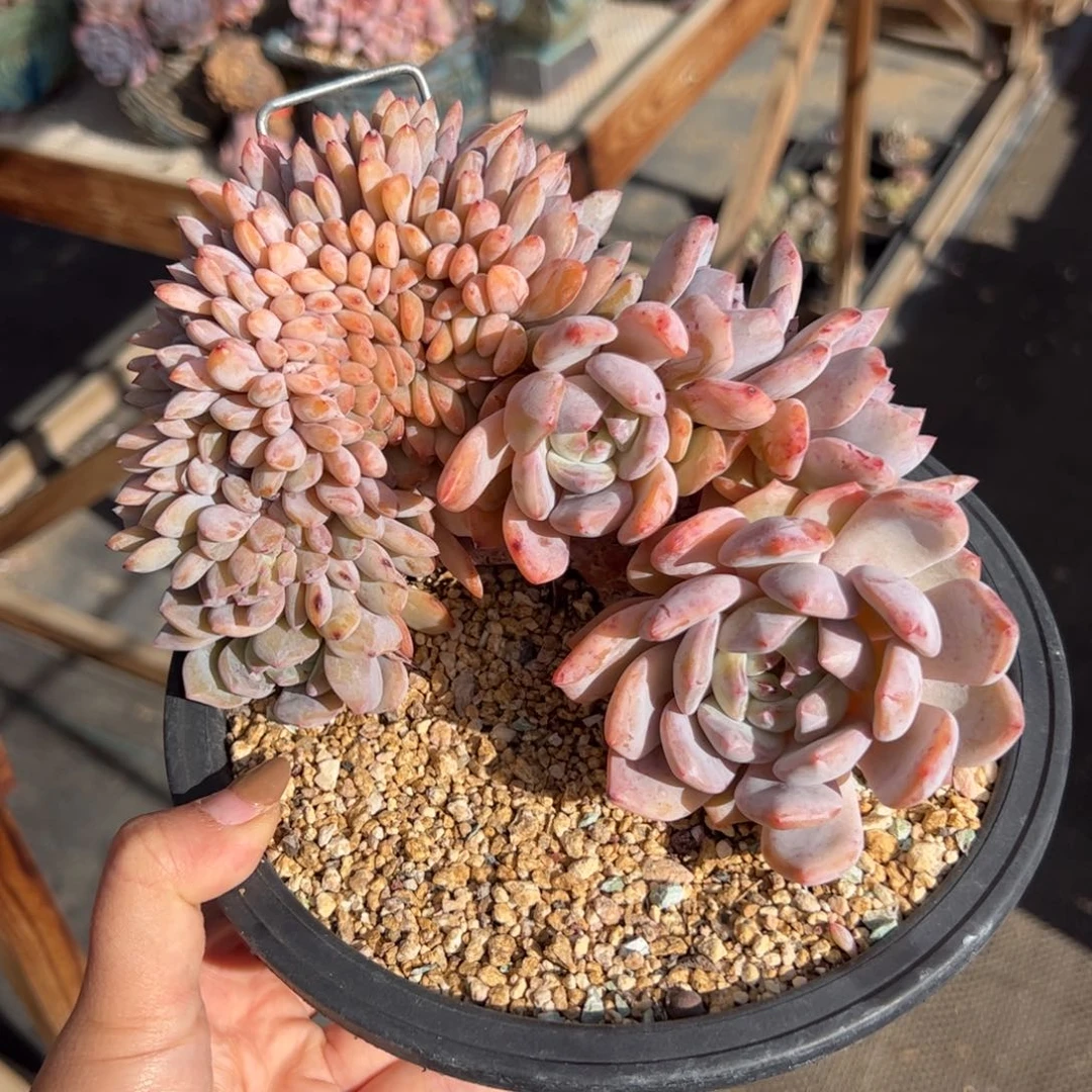 枫*林胖子星影缀树-枫林