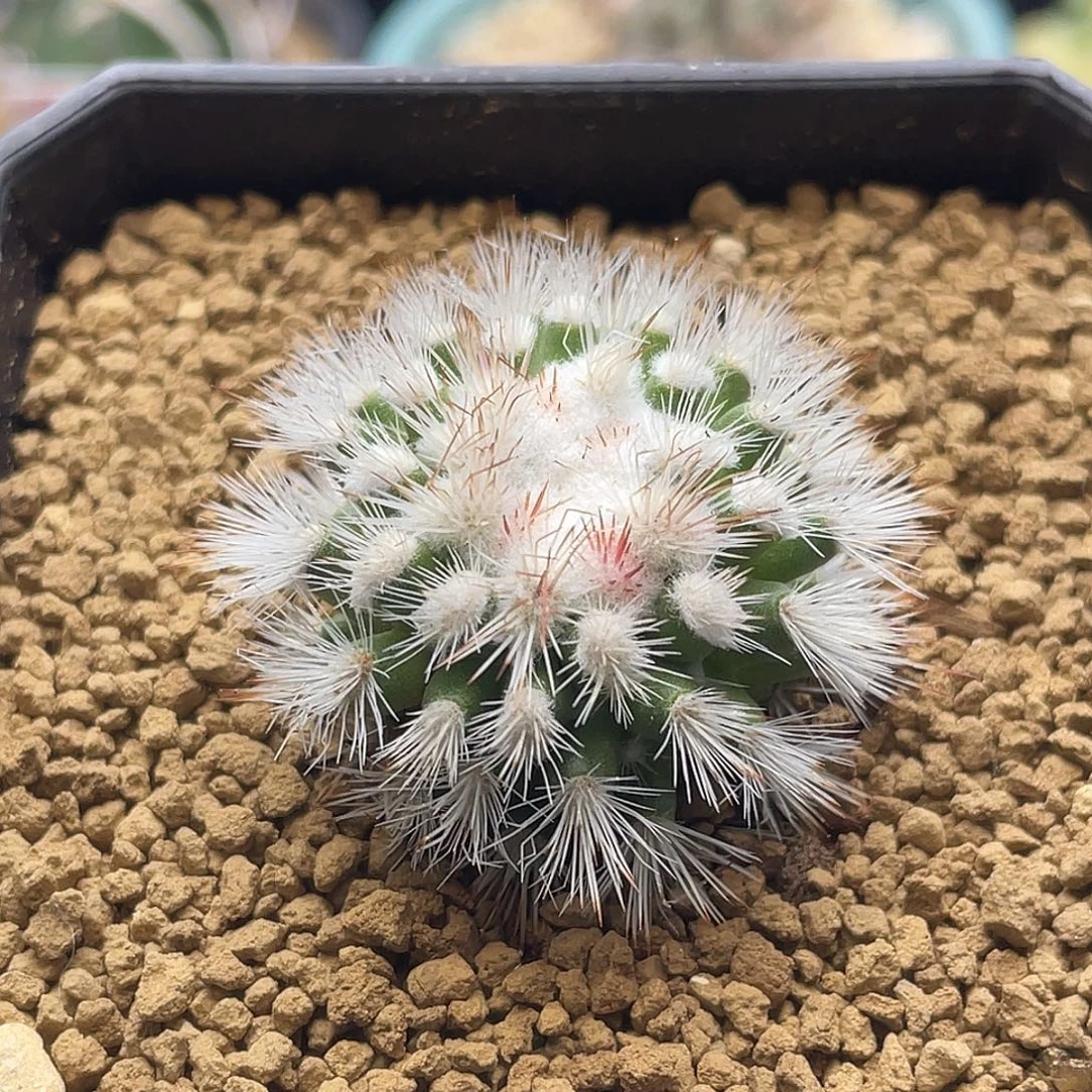 密刺绯泉玉仙人球多肉