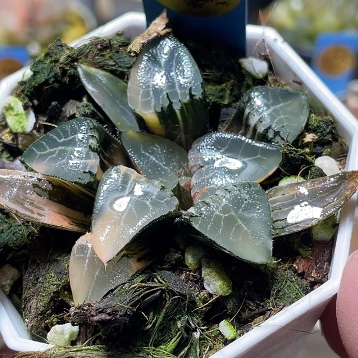 586冰河锦特选福利