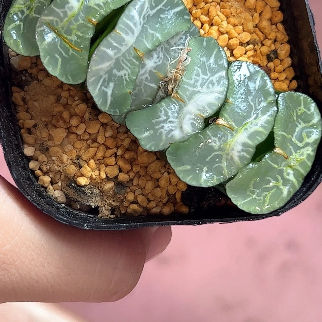 碧峰玉扇十二卷多肉植物