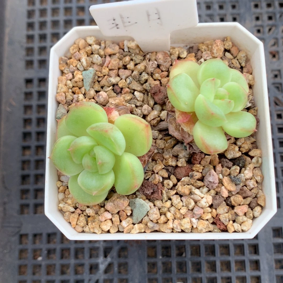 非***️发货发货发货发货