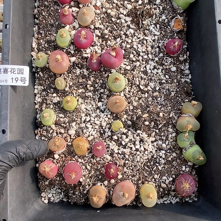 桃喜花园0204-19毛