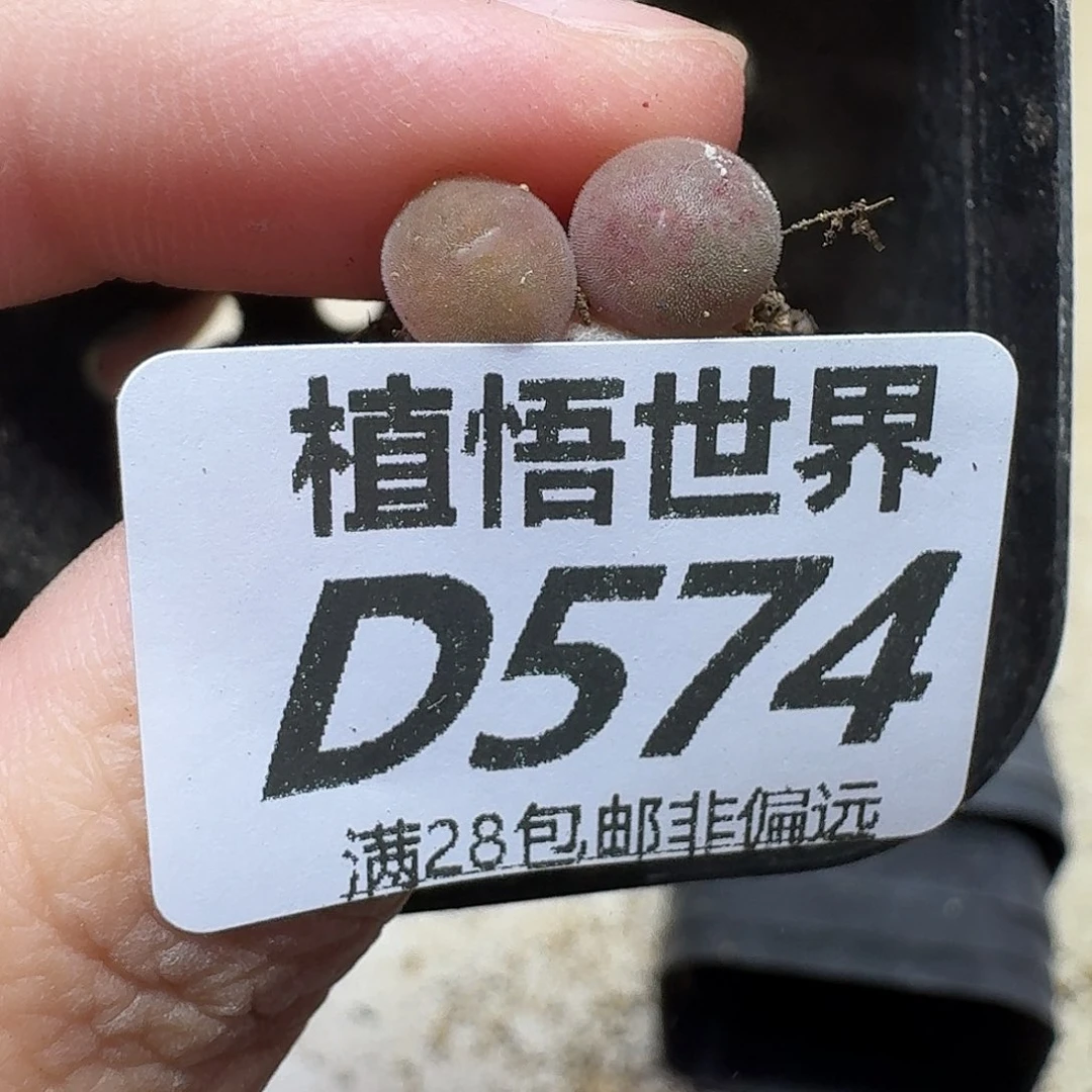 多肉植物的人生fgv