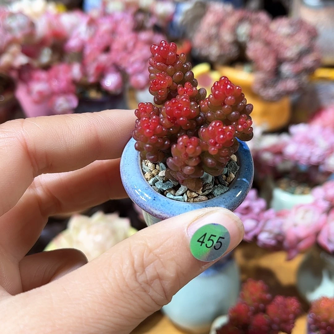 455 多肉含盆土30元包邮除偏远