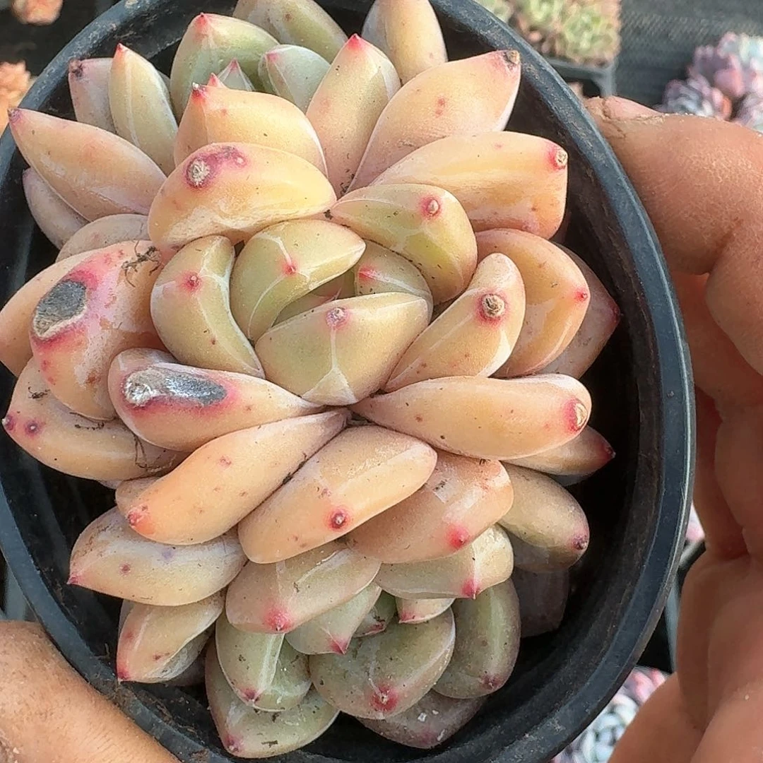 Q橙多朵朵缀三个头起发货