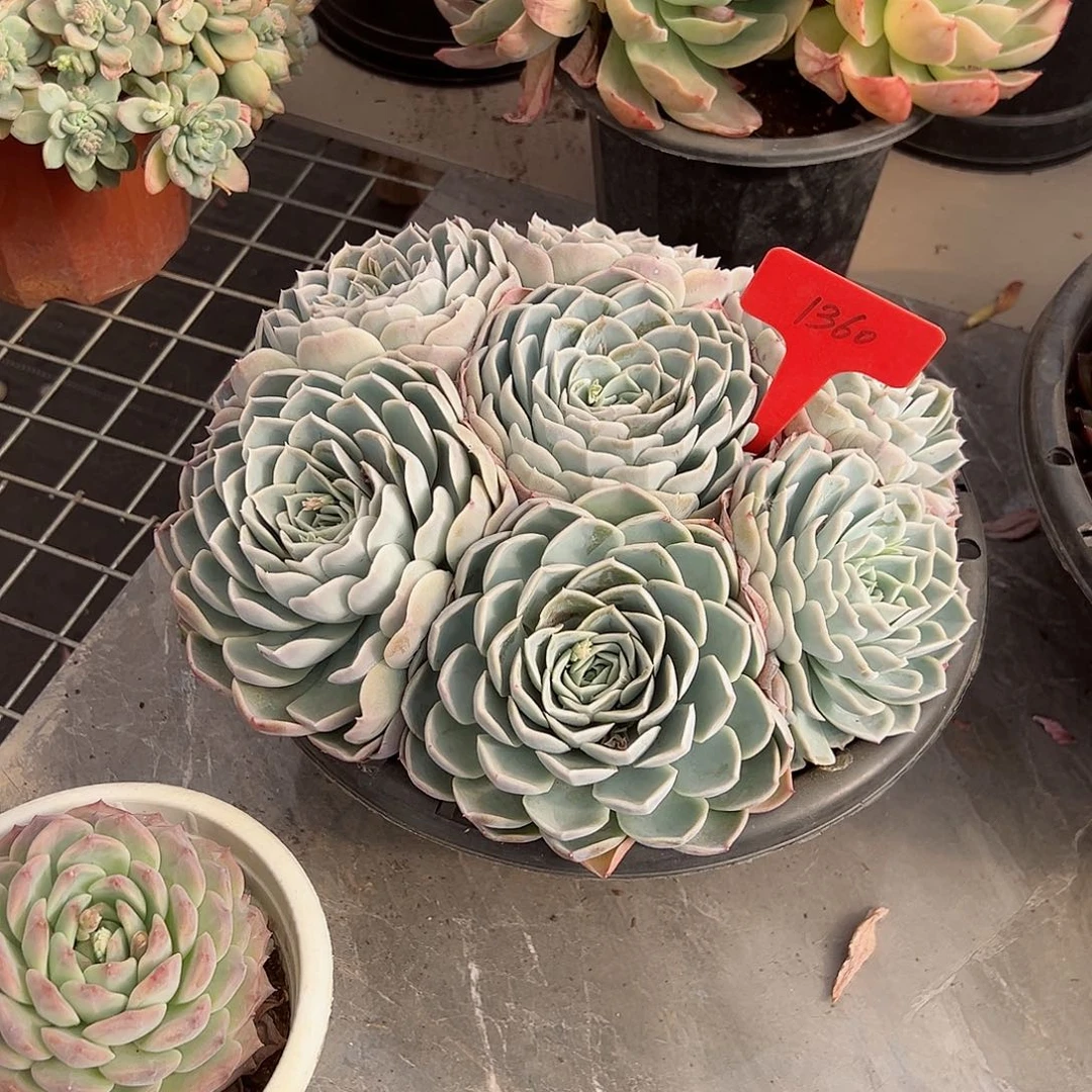 丑**?1360约瑟琳多肉植物