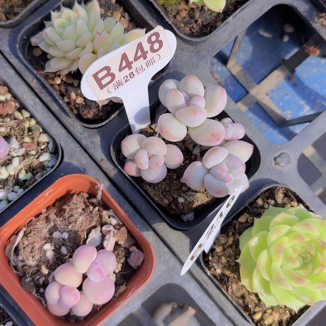 沐****B448香水一物一拍