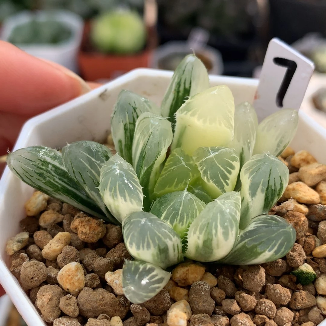 夏末玉露锦，带盆一起